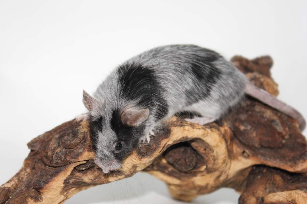 Fancy mouse Breeder Mus musculus 