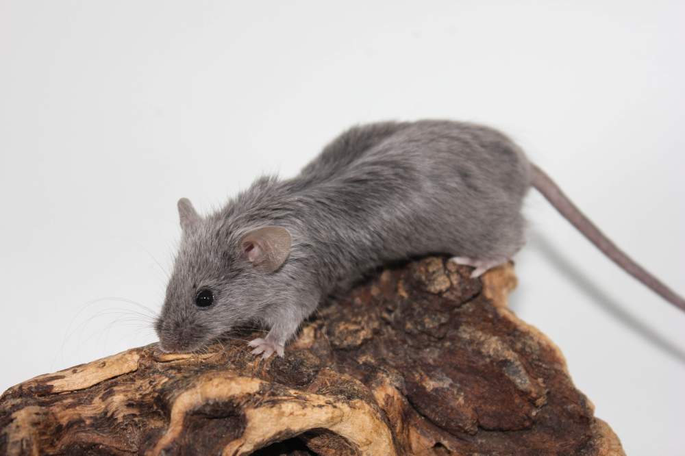 Fancy mouse Breeder Mus musculus 