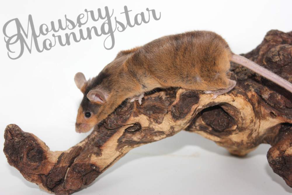 Fancy mouse Rehomed Mus musculus 