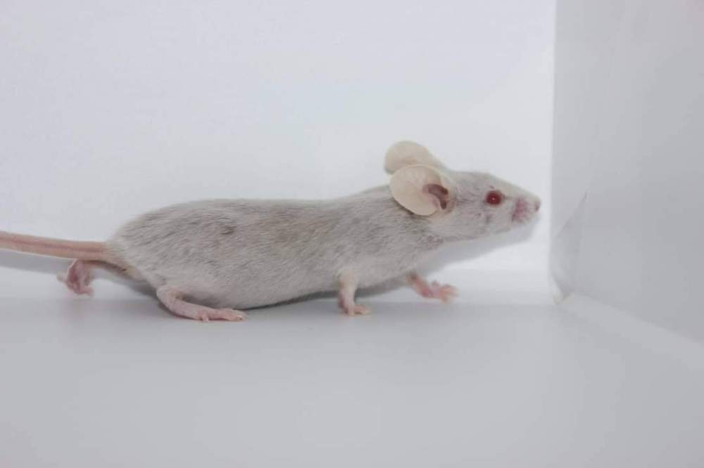 Fancy mouse Breeder Mus musculus 