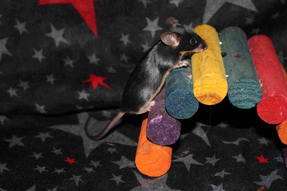 Fancy mouse Retired Mus musculus 