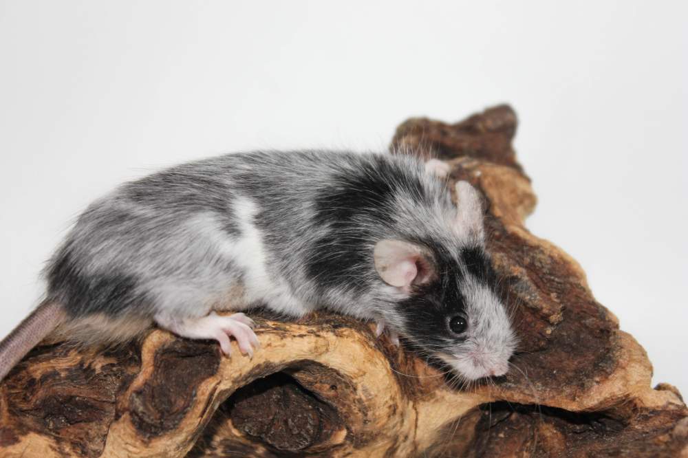 Fancy mouse Breeder Mus musculus 