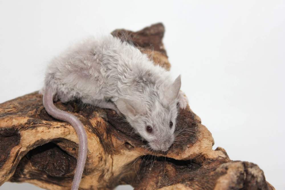 Fancy mouse Breeder Mus musculus 