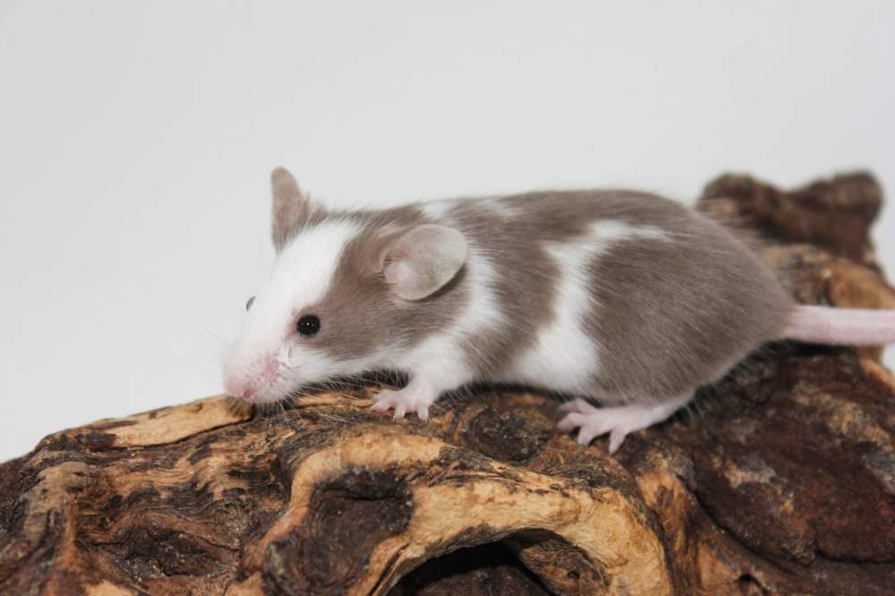 Fancy mouse Breeder Mus musculus 