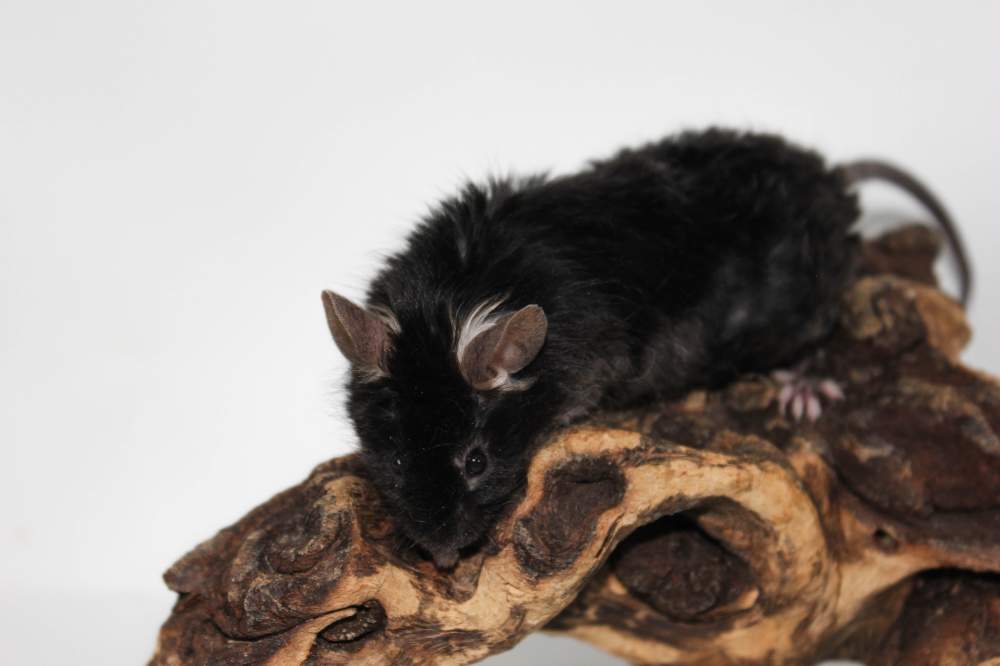 Fancy mouse Pet only Mus musculus 