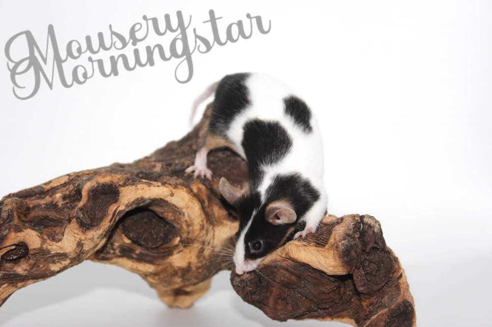 Fancy mouse Retired Mus musculus 