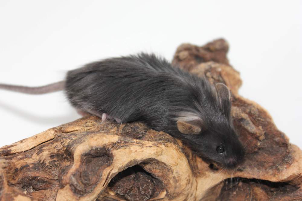 Fancy mouse Breeder Mus musculus 
