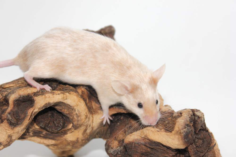 Fancy mouse Breeder Mus musculus 