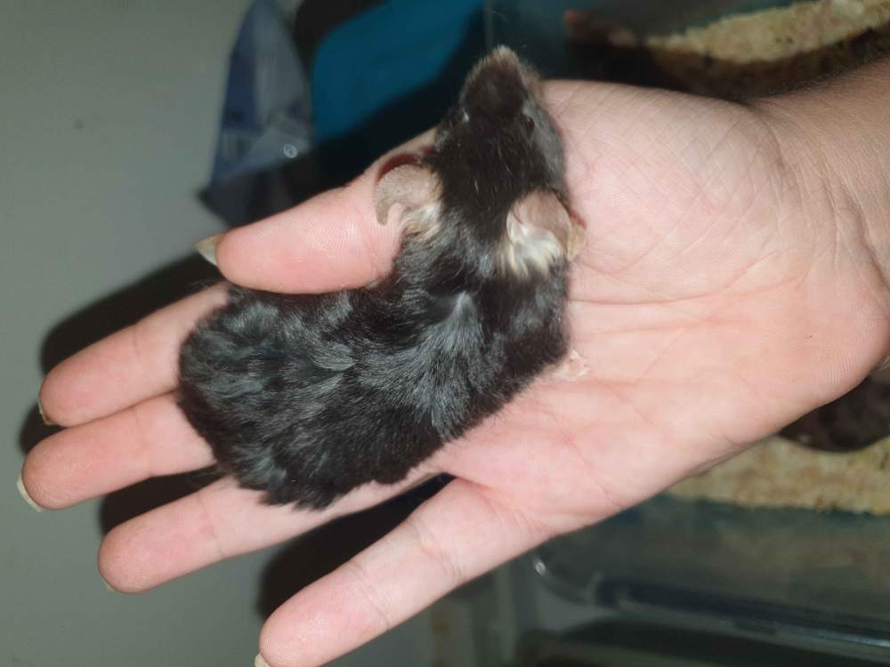 Fancy mouse Retired Mus musculus 