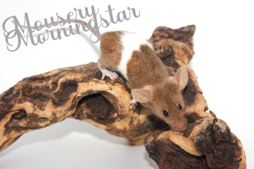 Fancy mouse Retired Mus musculus 