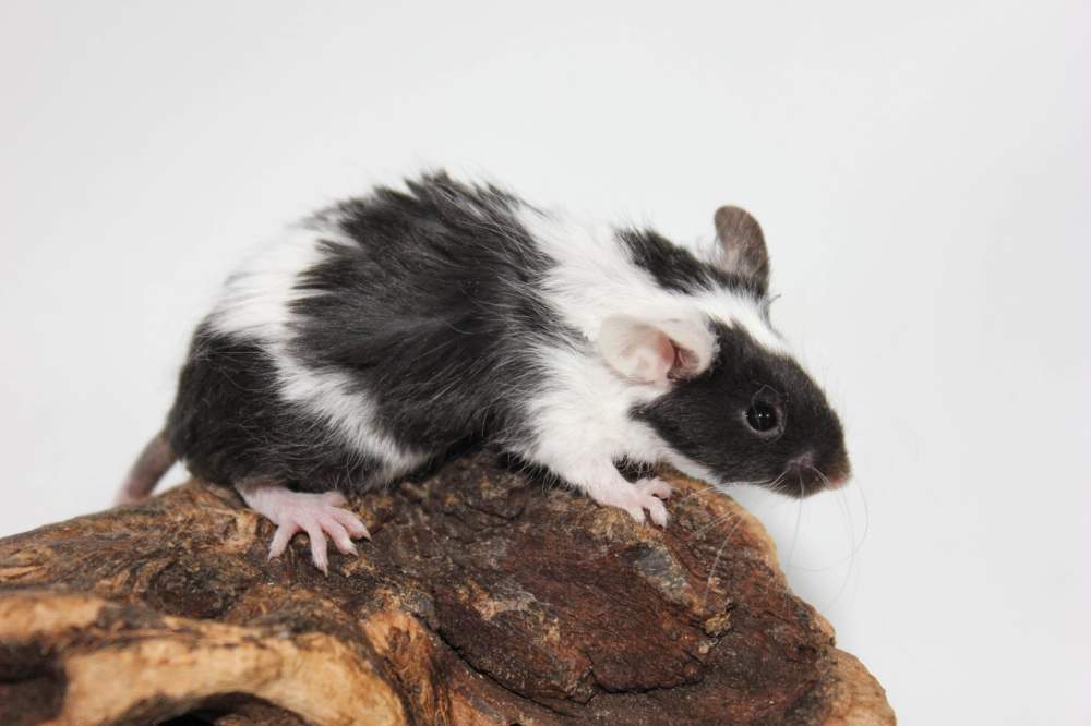 Fancy mouse Breeder Mus musculus 
