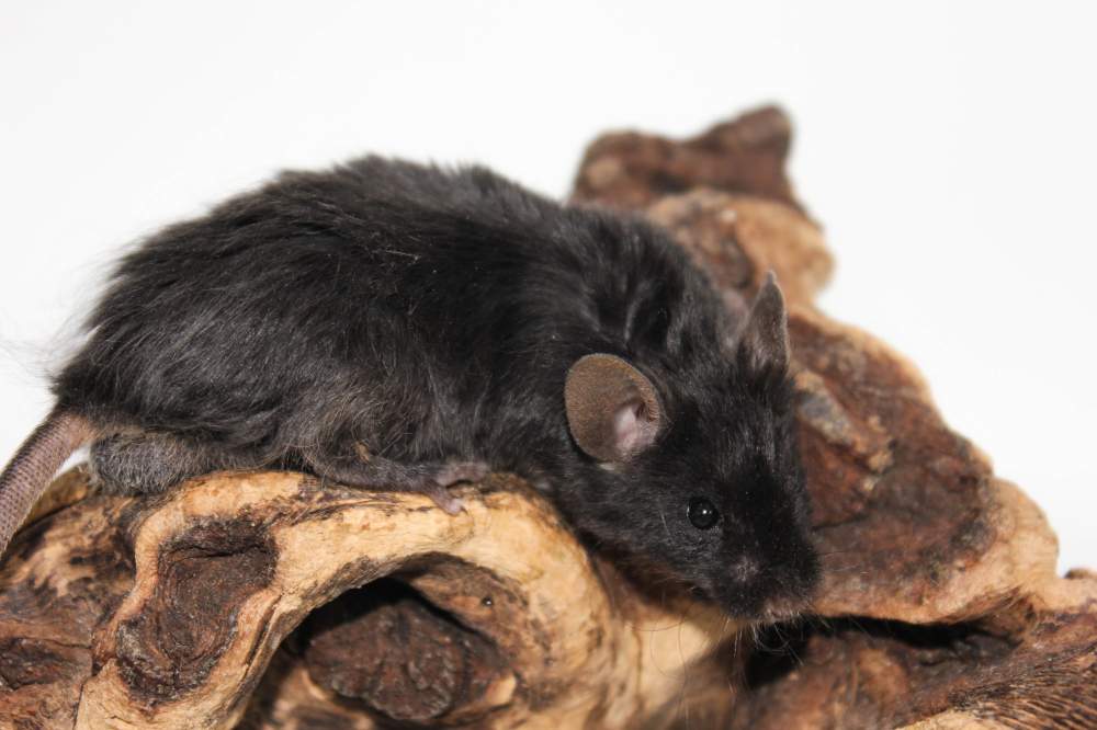 Fancy mouse Breeder Mus musculus 