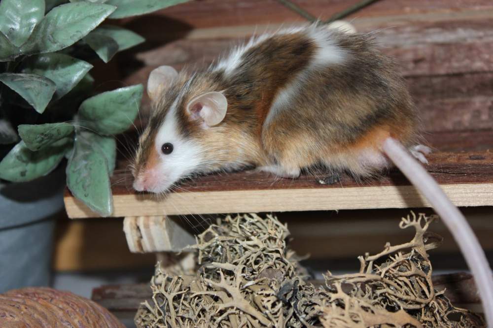 Fancy mouse Retired Mus musculus 