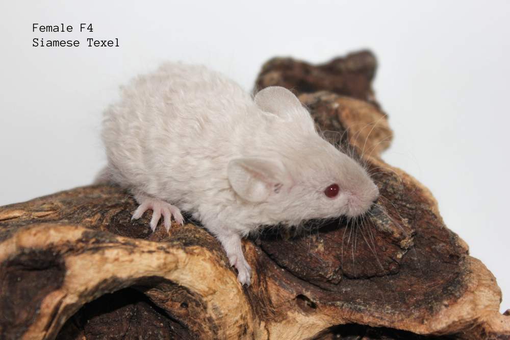 Fancy mouse Breeder Mus musculus 
