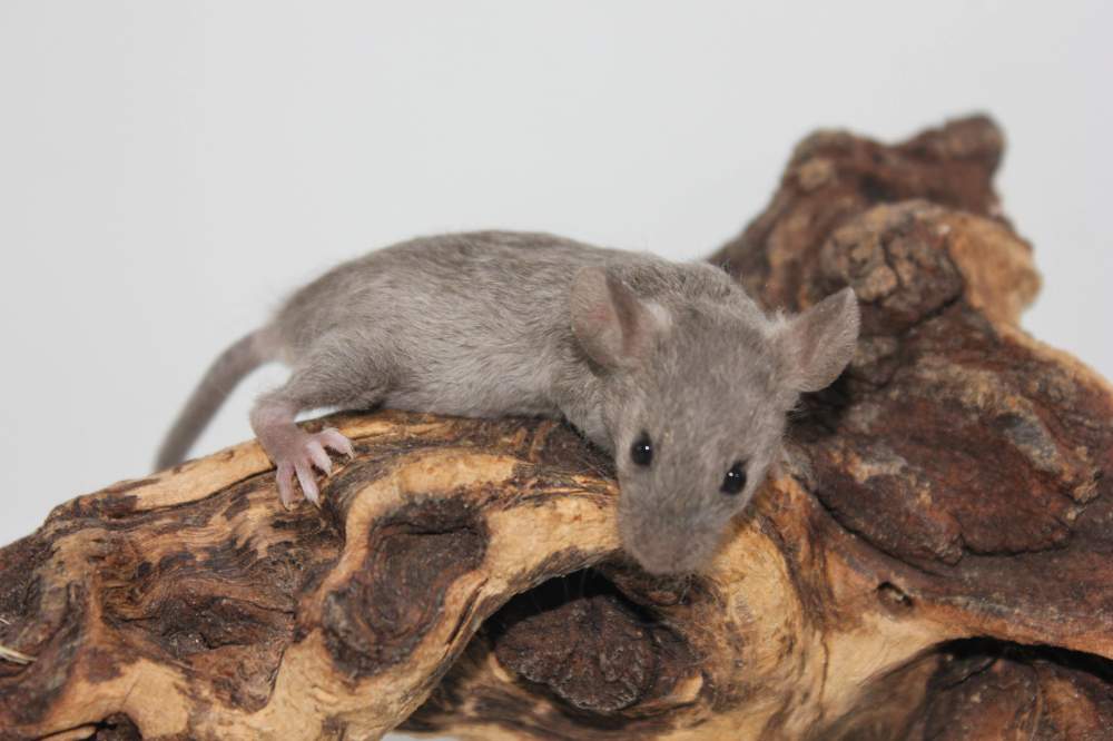Fancy mouse Pet only Mus musculus 