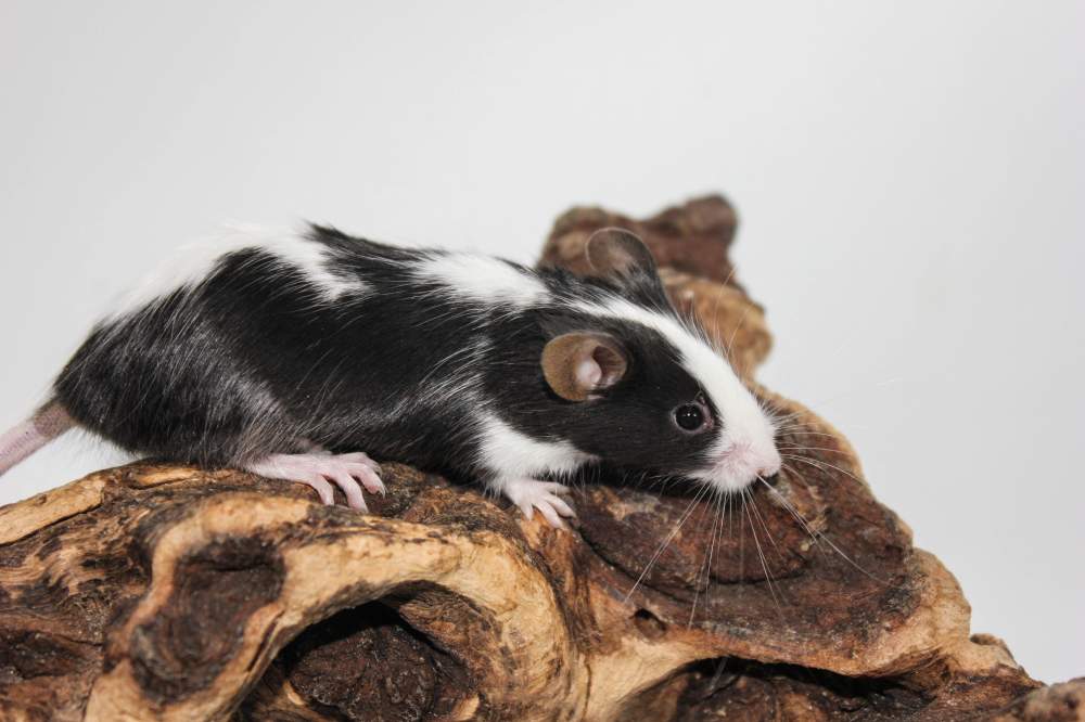 Fancy mouse Breeder Mus musculus 