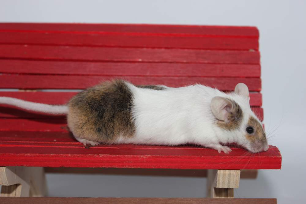 Fancy mouse Retired Mus musculus 
