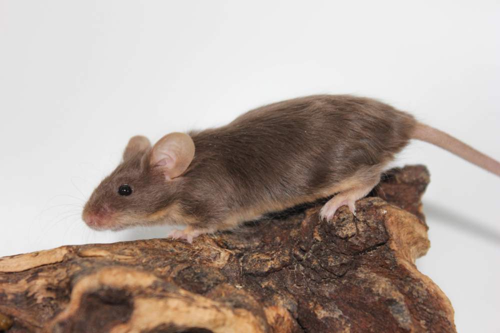 Fancy mouse Breeder Mus musculus 