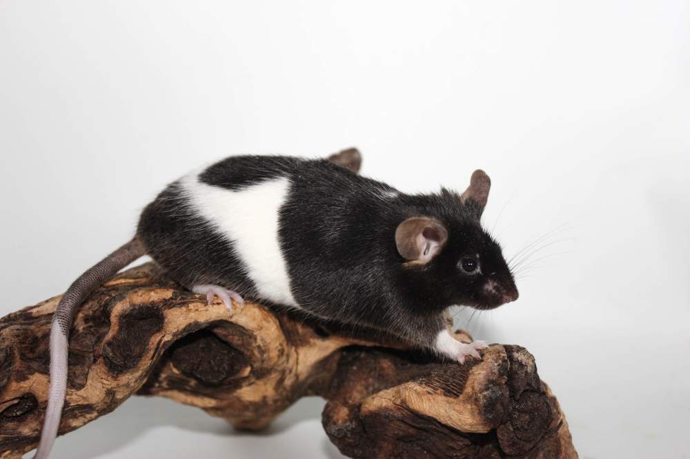 Fancy mouse Retired Mus musculus 