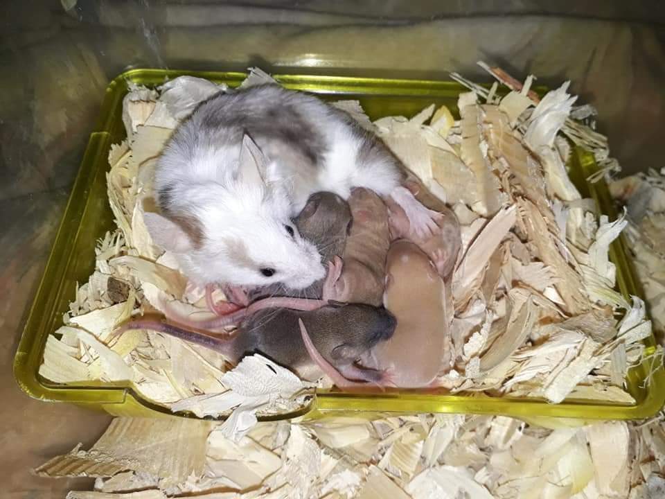 Fancy mouse Retired Mus musculus 