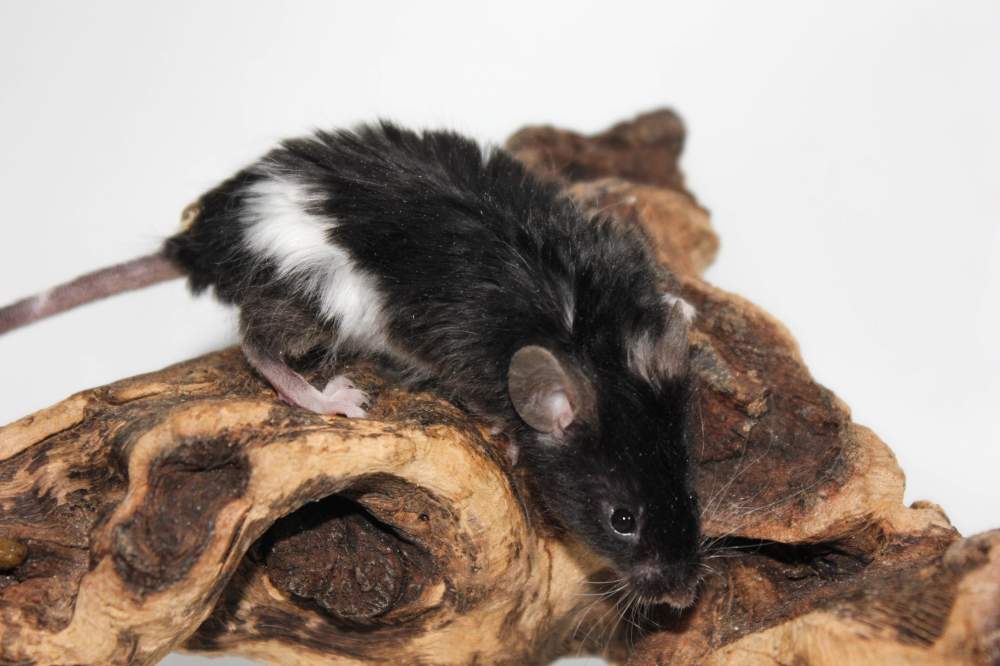 Fancy mouse Breeder Mus musculus 
