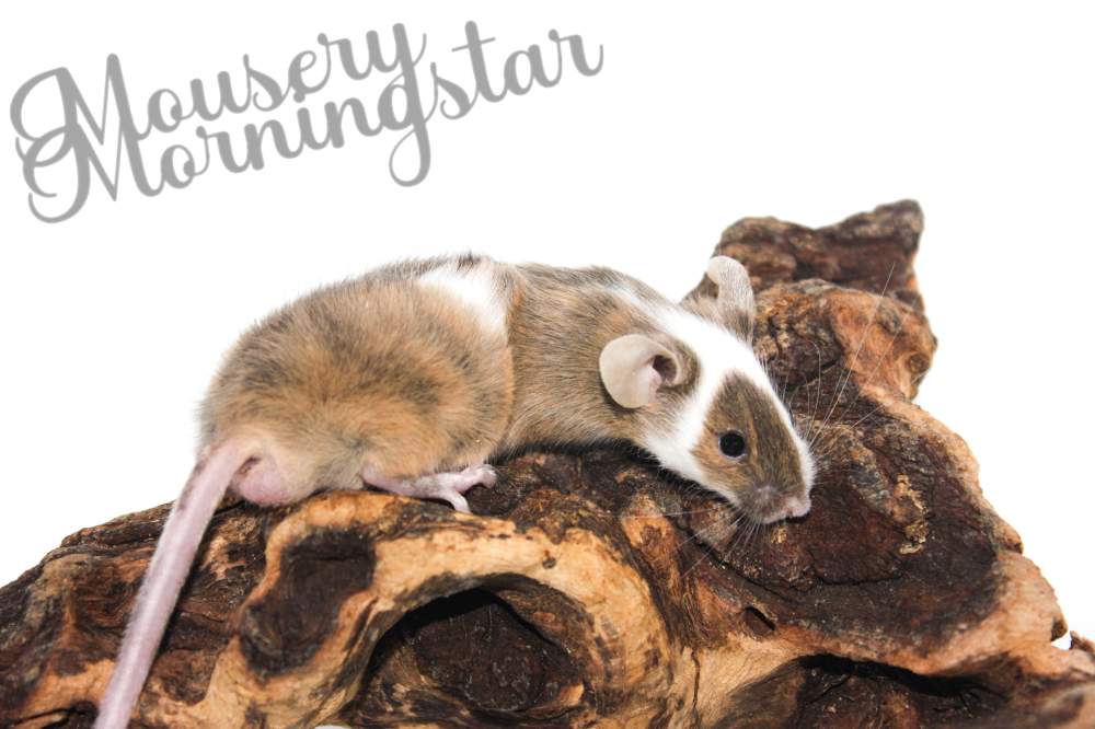 Fancy mouse Retired Mus musculus 