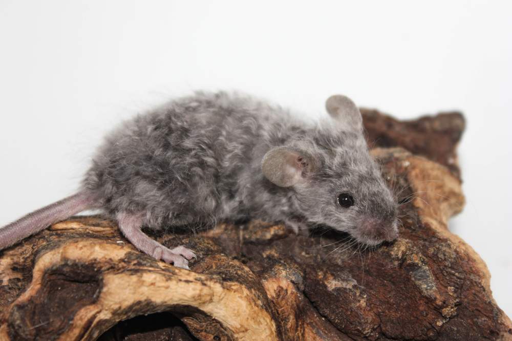 Fancy mouse Breeder Mus musculus 