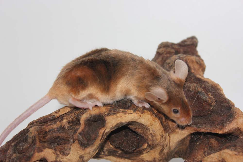 Fancy mouse Rehomed Mus musculus 