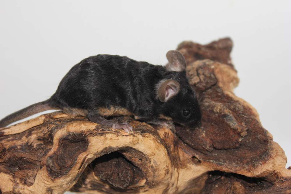 Fancy mouse Pet only Mus musculus 