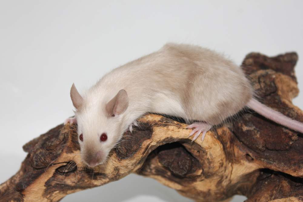 Fancy mouse Breeder Mus musculus 