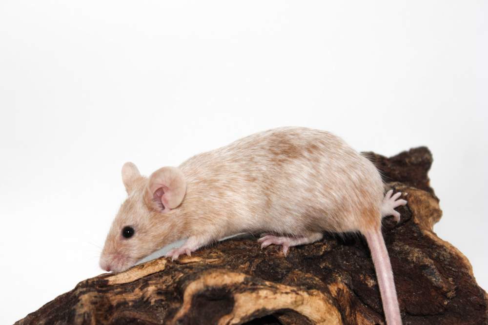 Fancy mouse Breeder Mus musculus 
