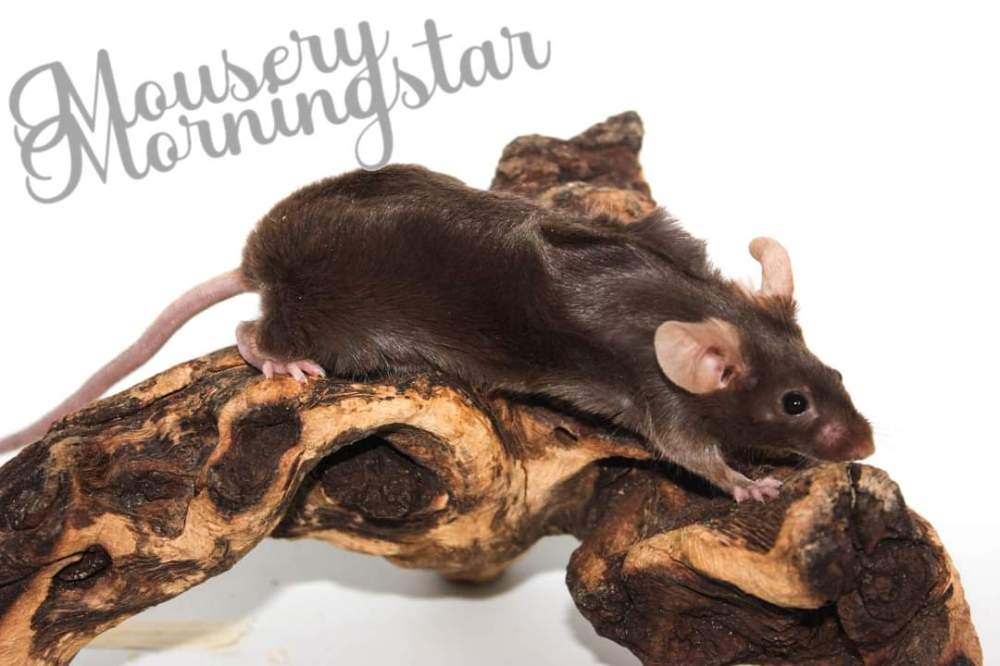 Fancy mouse Rehomed Mus musculus 