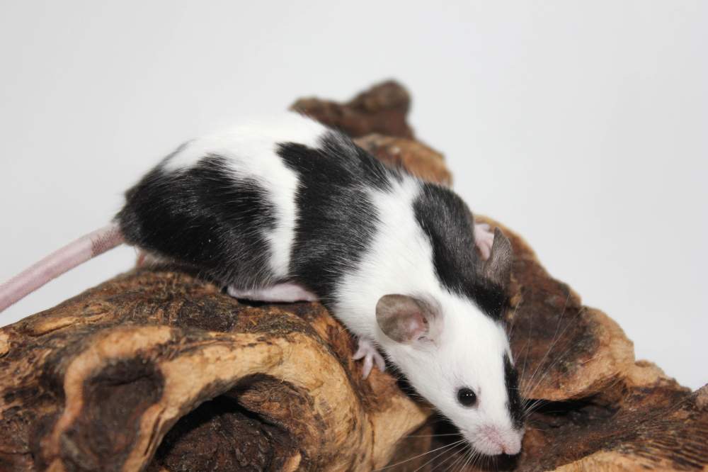 Fancy mouse Free Mus musculus 