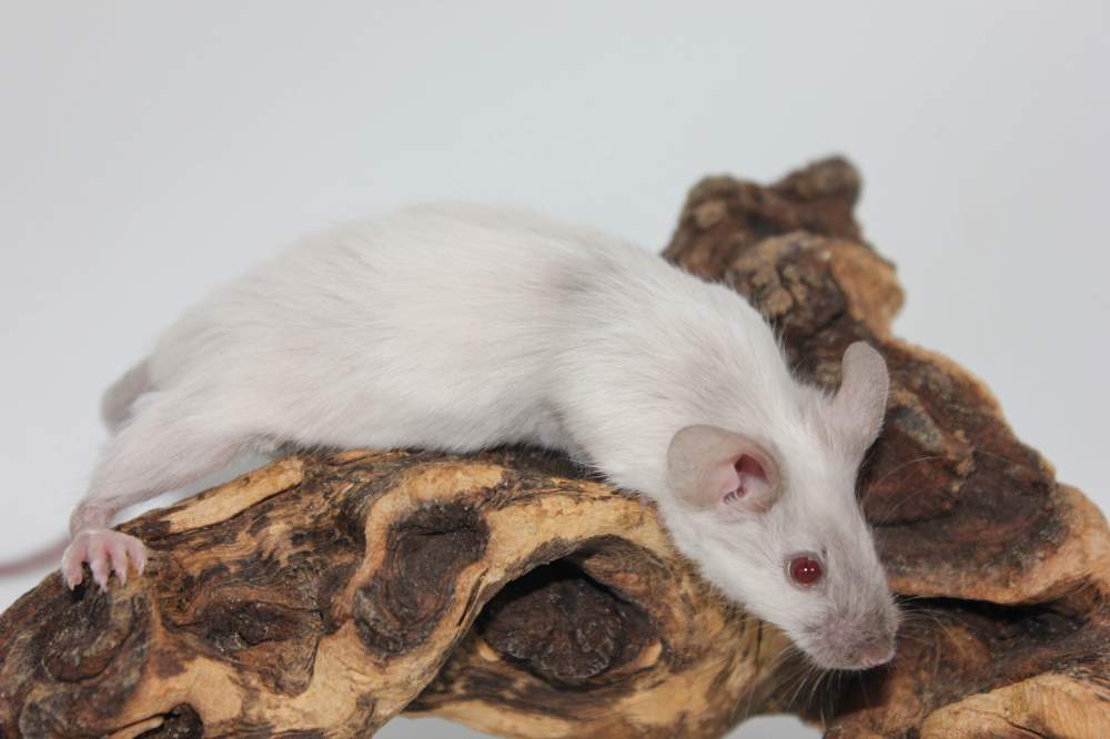Fancy mouse Breeder Mus musculus 