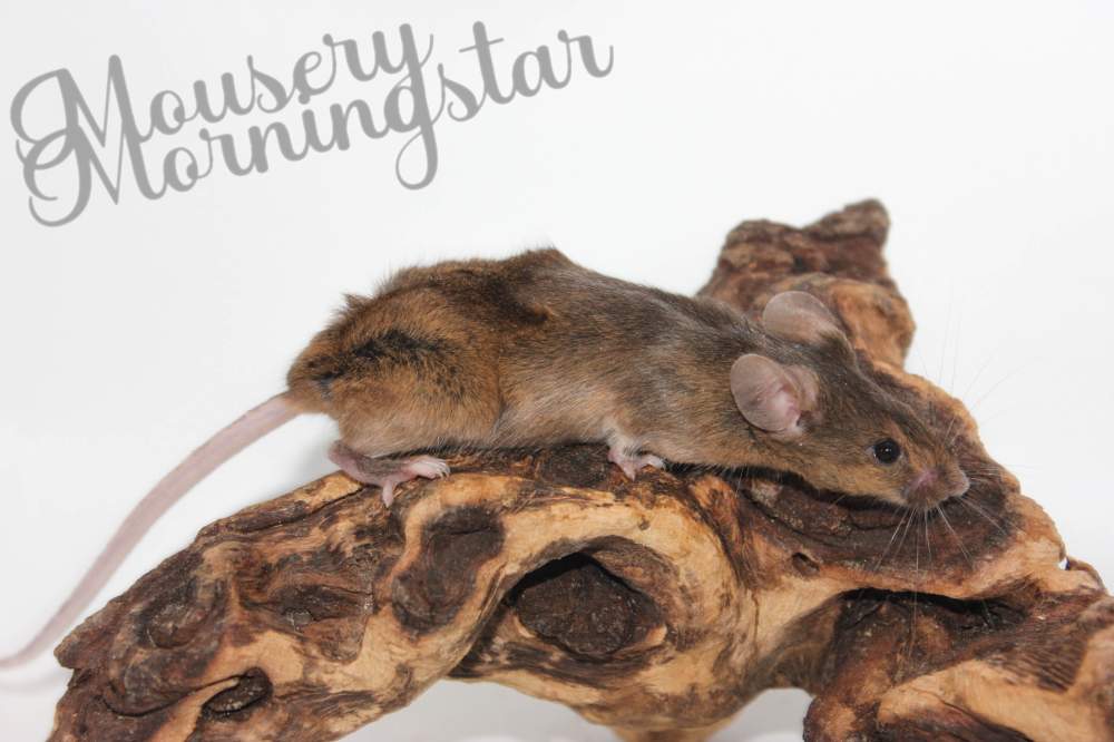 Fancy mouse Rehomed Mus musculus 