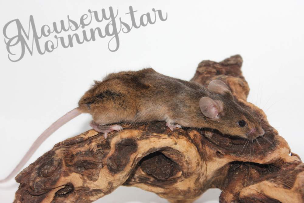 Fancy mouse Breeder Mus musculus 