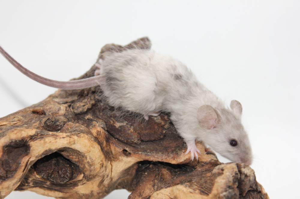Fancy mouse Pet only Mus musculus 