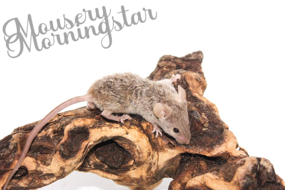 Fancy mouse Retired Mus musculus 