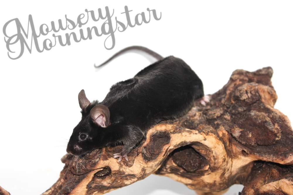 Fancy mouse Deceased Mus musculus 