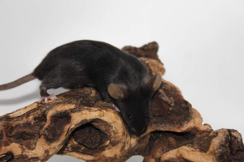 Fancy mouse Pet only Mus musculus 