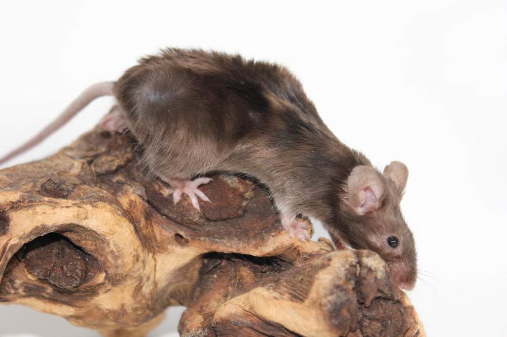 Fancy mouse Pet only Mus musculus 