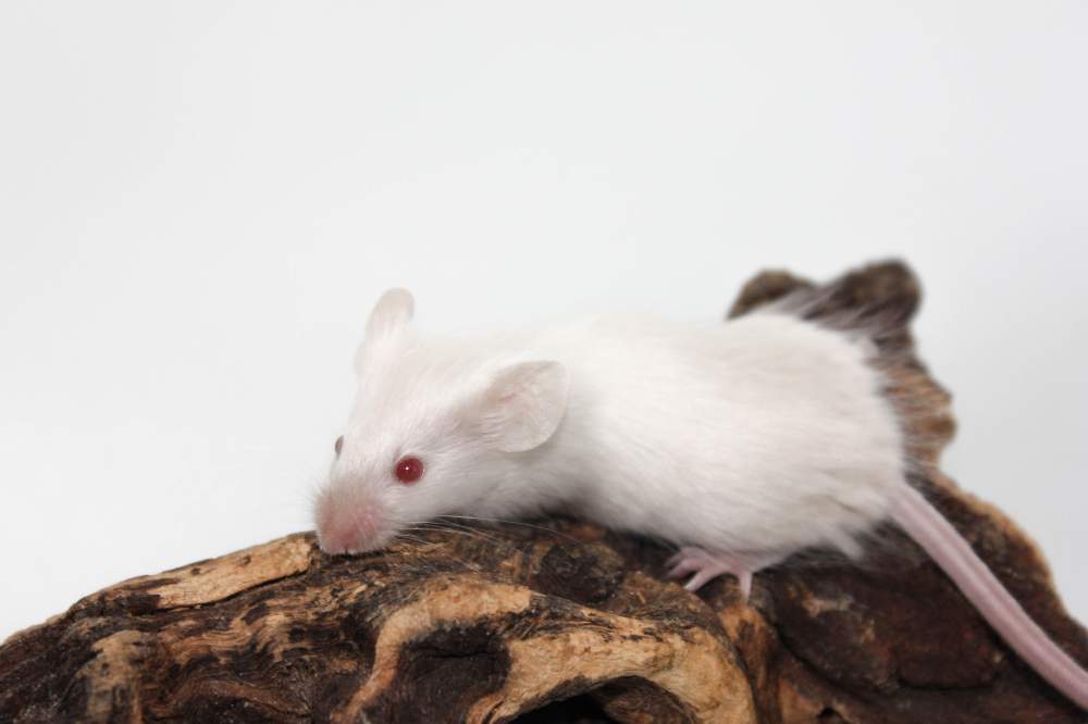 Fancy mouse Breeder Mus musculus 