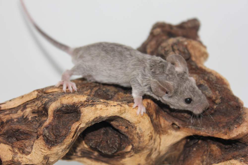 Fancy mouse Pet only Mus musculus 