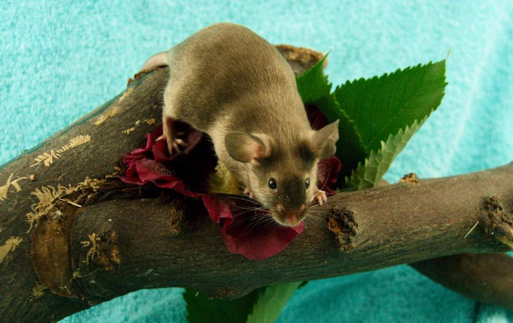 Fancy mouse Retired Mus musculus 