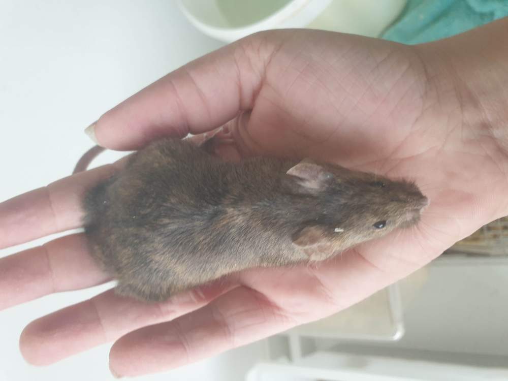 Fancy mouse Retired Mus musculus 