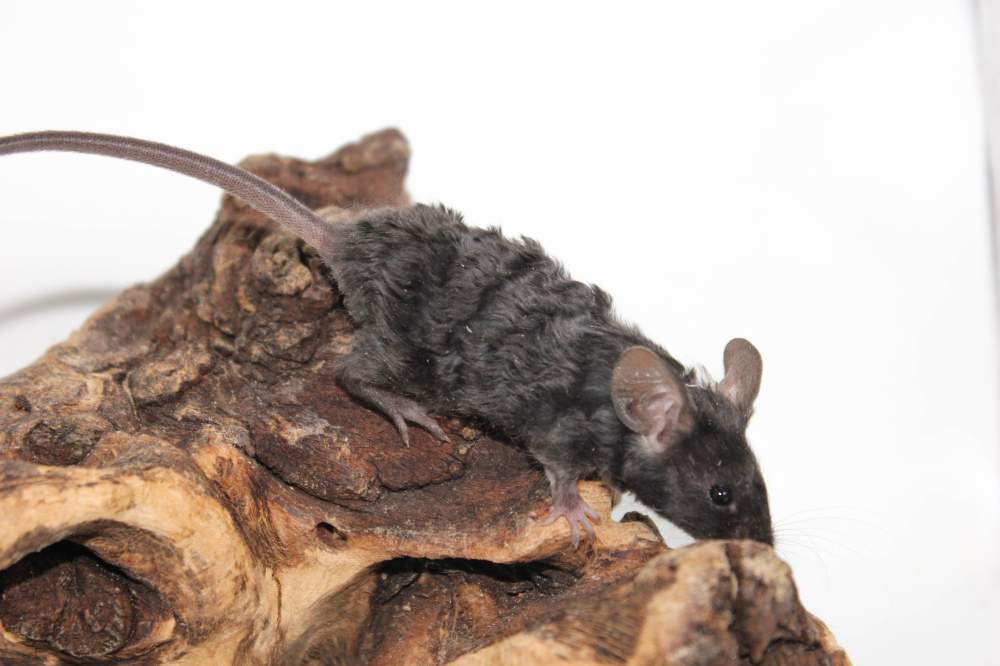 Fancy mouse Breeder Mus musculus 