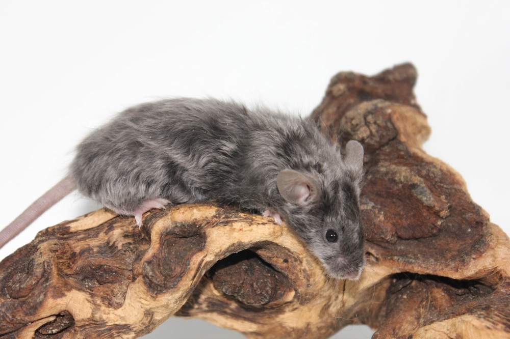 Fancy mouse Breeder Mus musculus 