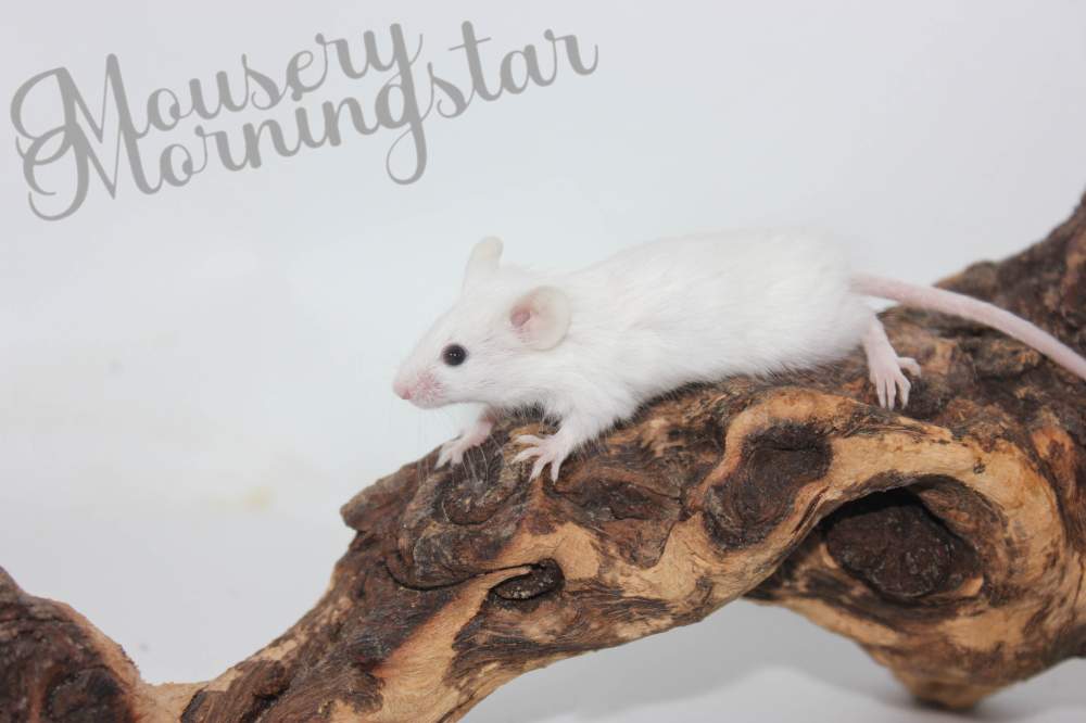 Fancy mouse Deceased Mus musculus 