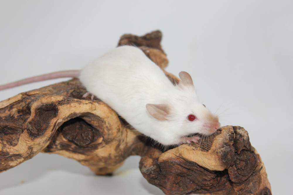 Fancy mouse Breeder Mus musculus 