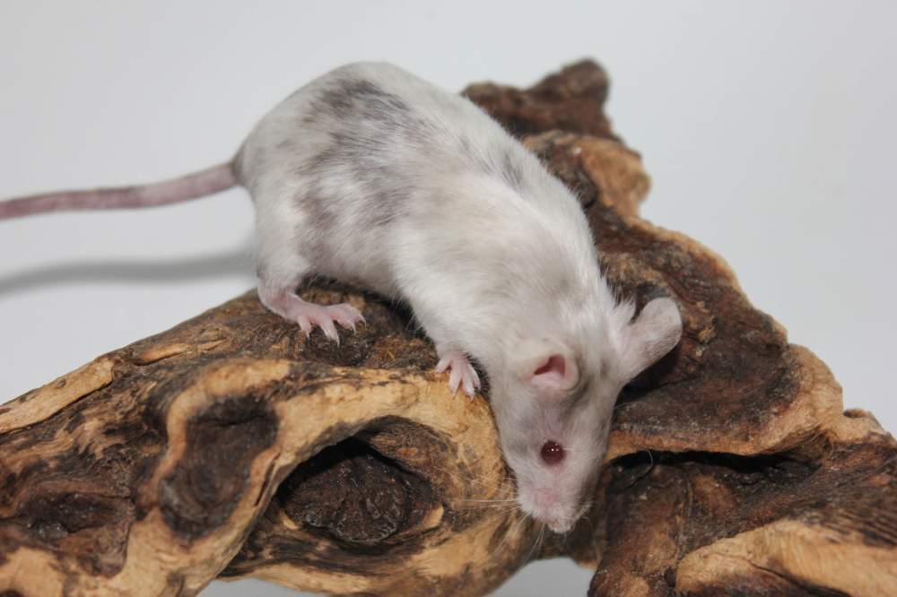 Fancy mouse Available for rehoming Mus musculus 